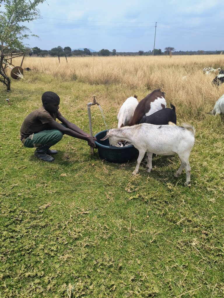 Watering the goats on the farm