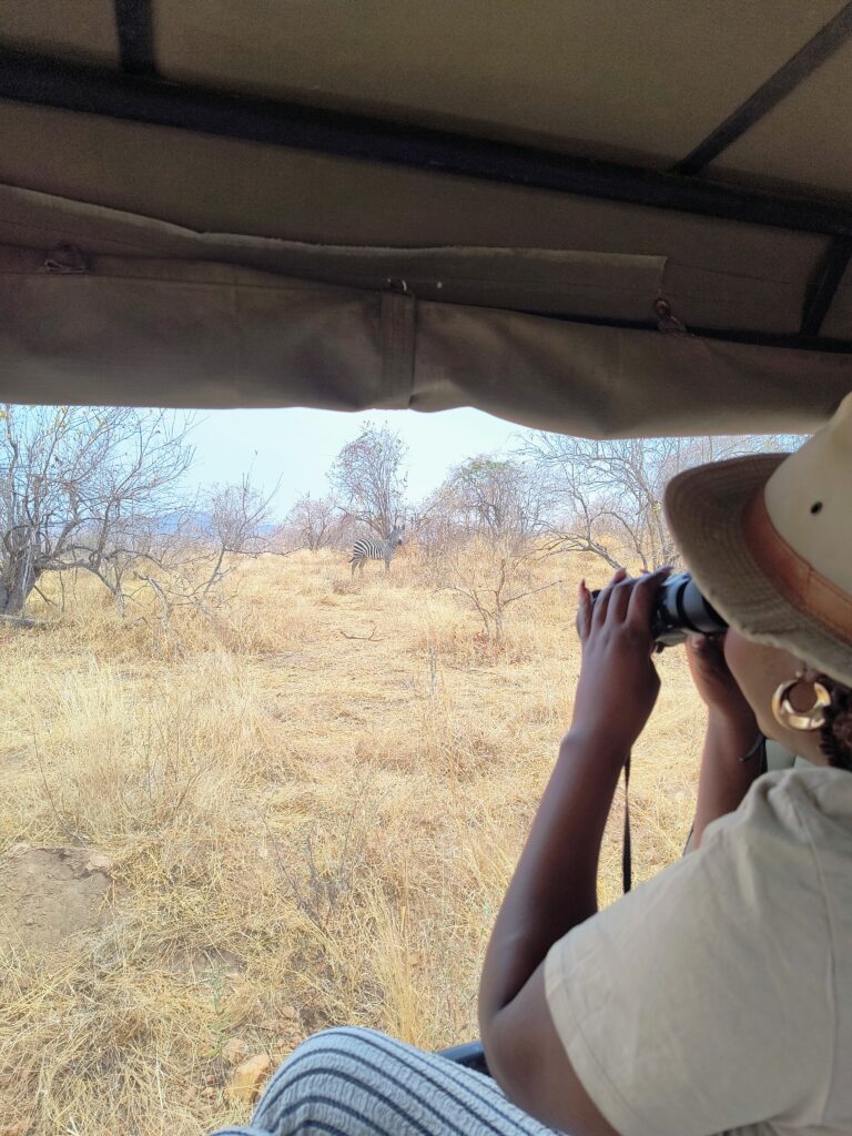 Zebra seen from the safari vehicle during a game drive in Ruaha National Park