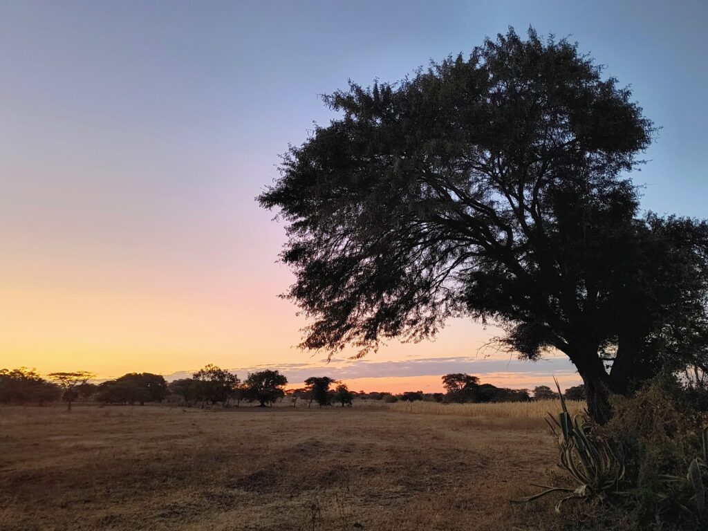 Sunset behind an acacia tree over the grassland near Iringa